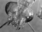 https://www.simonlewandowski.co.uk/files/gimgs/th-52_52_insect1.jpg