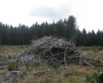 https://www.simonlewandowski.co.uk/files/gimgs/th-52_52_woodpile03.jpg